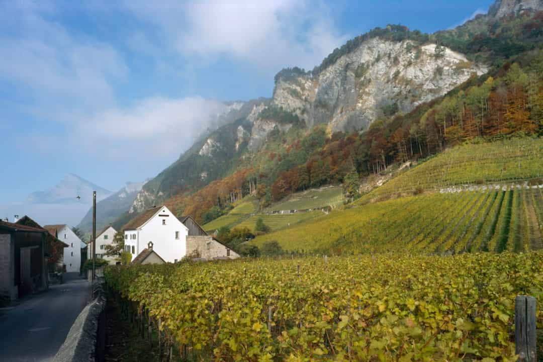 Weinbau